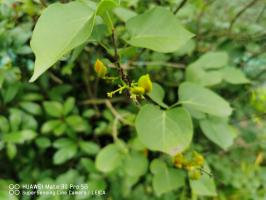 is tiger bloom good for weed plants