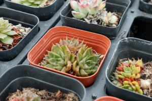 how often to you have to water container plants