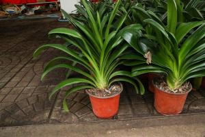 how to protect potted plants from strong winds