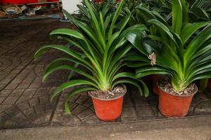 how to water plants with a wine bottle