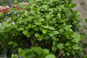 how often to water outdoor potted plants in summer