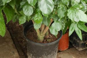 how do you plant dahlias in pots