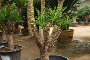 How to raise dragon blood tree in autumn