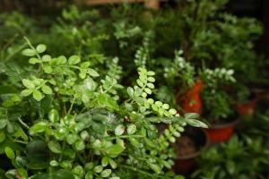 How to maintain pepper wood