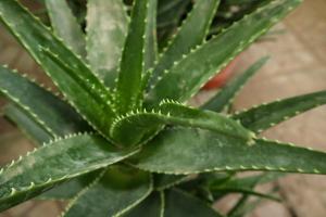 how long to bottom water a plant