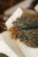 How to maintain Golden Tiger cactus