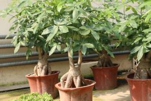 how to plant manuka tea tree