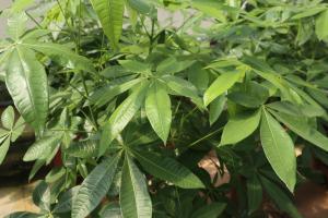 how often water lipstick plant