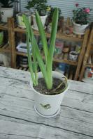 how to plant snow peas in a pot wyoming