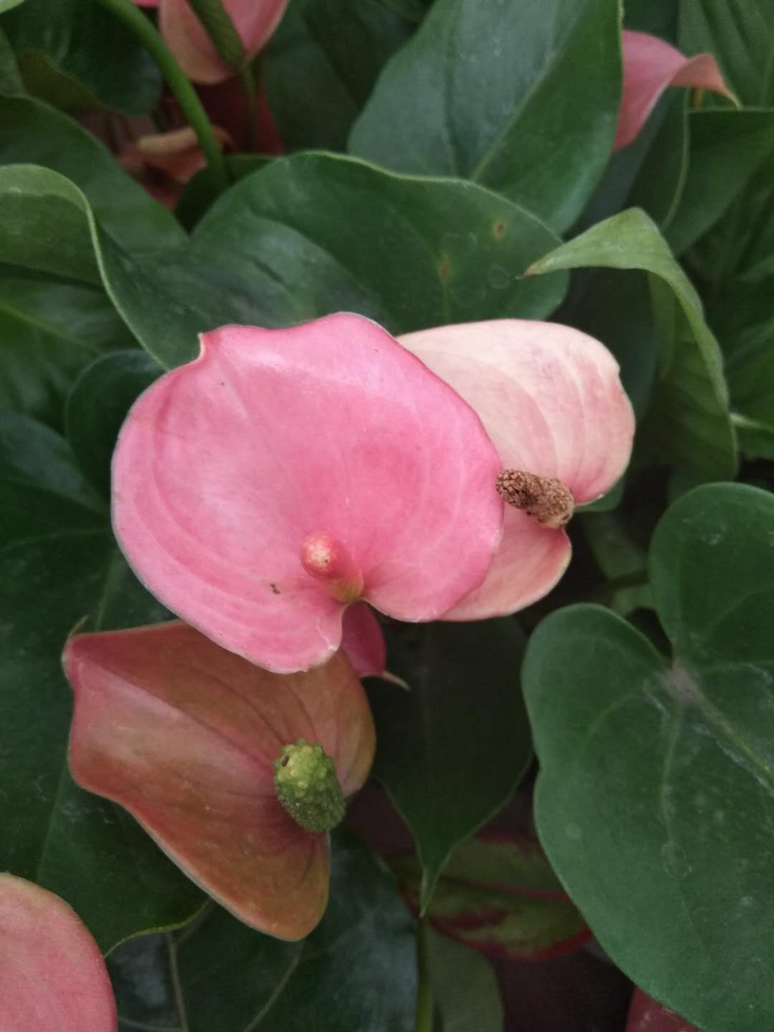 Anthurium