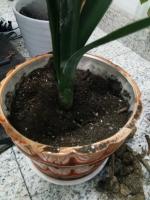 how does plants conserve water