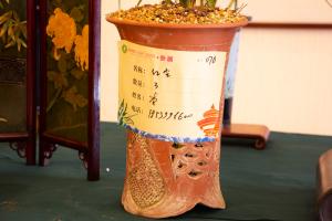 how often to water newly planted seabreeze bamboo