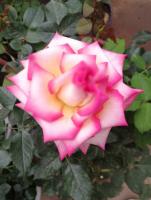 A rose bloomed in five colors, only because it was cut by one knife! Whirring into a flower waterfall!