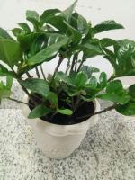 how far to plant male female quenepa trees