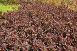 How to plant seeds of Berberis amurensis