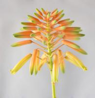 Can aloe leaves be inserted alive