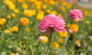 Post anthesis treatment of Ranunculus Japonicus