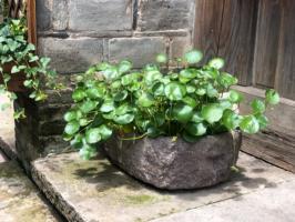 how to get rid of whiteflies on tomato plants totally