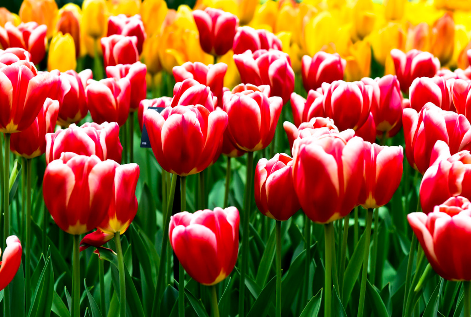 tulips