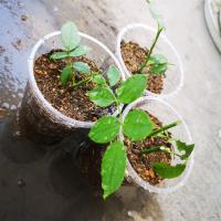 should you pick blooms off tomato plants