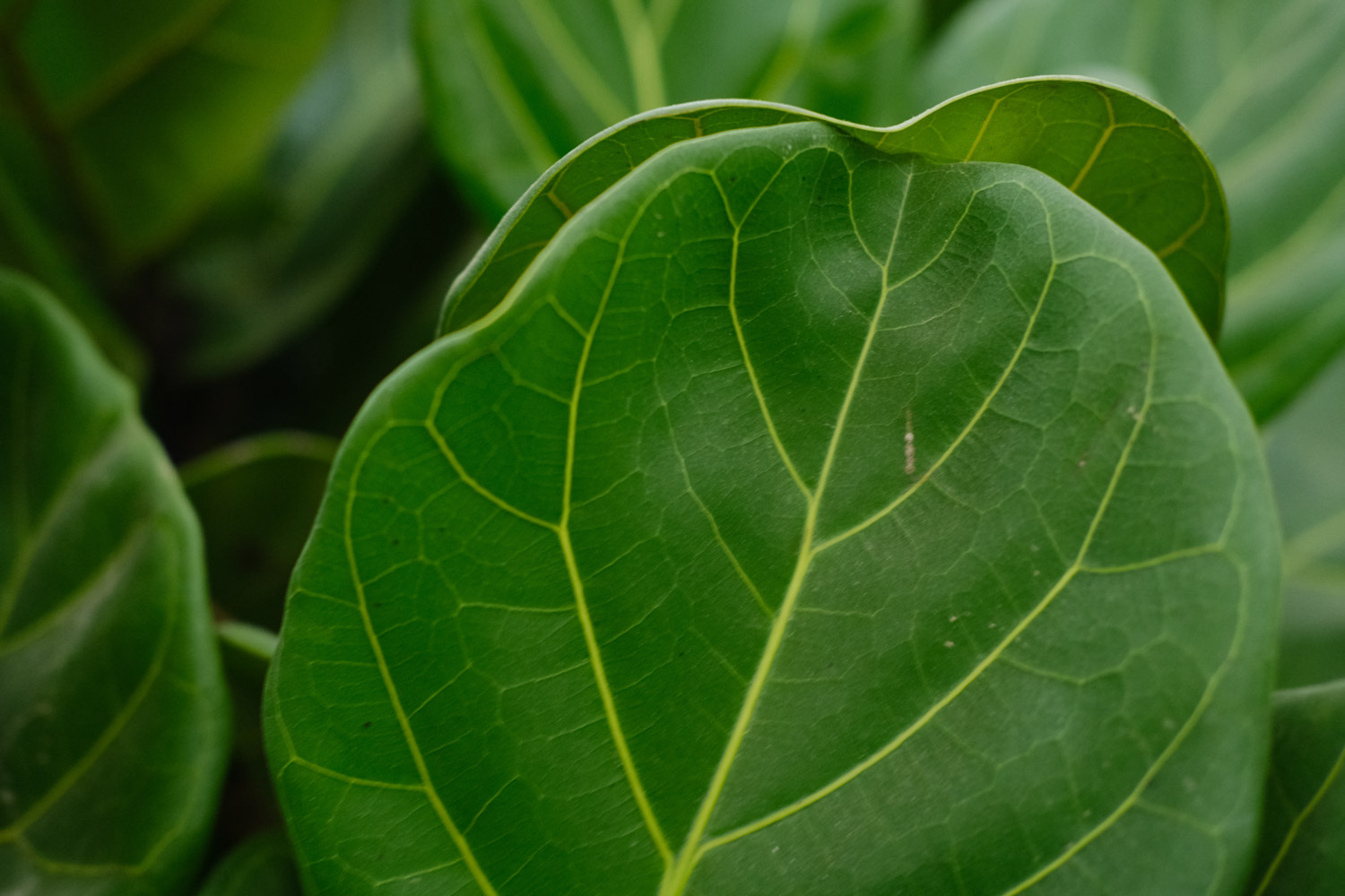 Banyan leaf