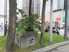 what is tree of life plant