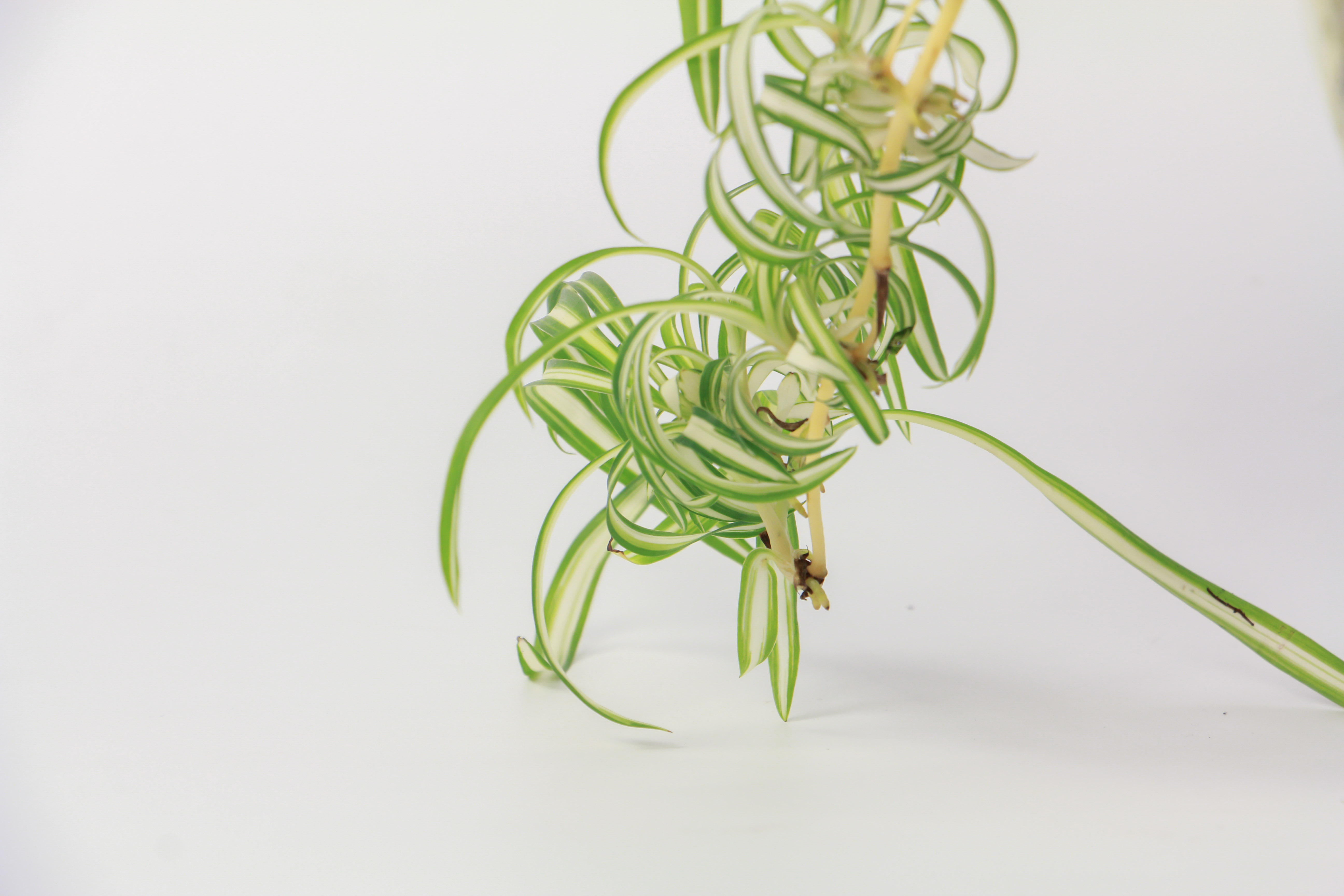 Chlorophytum