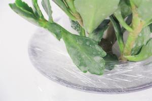 should i remove bottom leaves from tomato plants