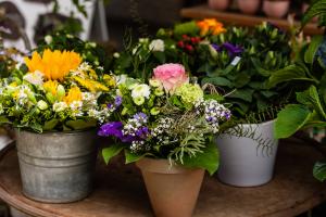 how to plant alliums in pots