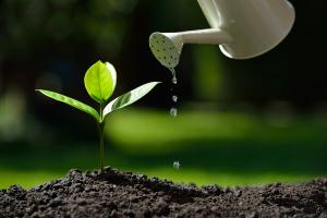 how does aluminum in soil prevent water uptake in plants