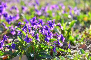 how to plant cyclamen in pots