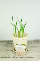 where to buy cheap terracotta plant pots