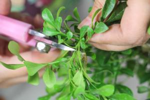 how do you use coffee grounds on tomato plants