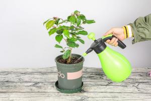 How to make camellia blossom as soon as possible