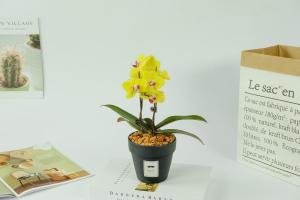 Butterfly orchid thanks, where to cut it