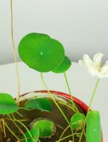 How do bowl lotus plant in mud