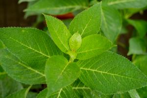 how to plant sycamore trees