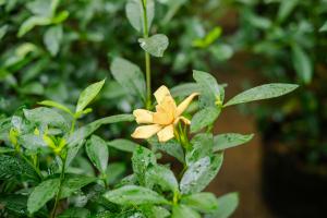 how to plant yams in water