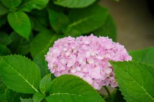 How to prune Hydrangea in winter