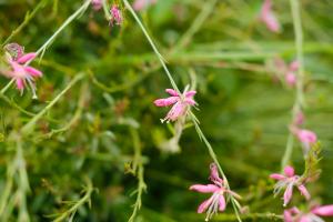 How to raise mountain peach grass