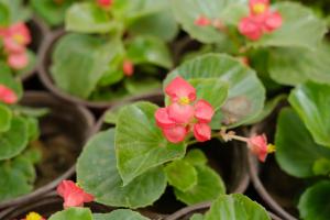 how do you keep potted plants from freezing outside