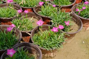 how can plants reduce water loss on a short scale