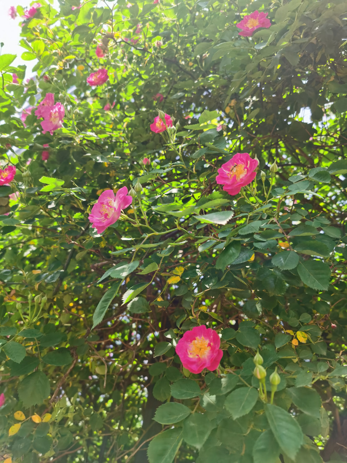 rose
