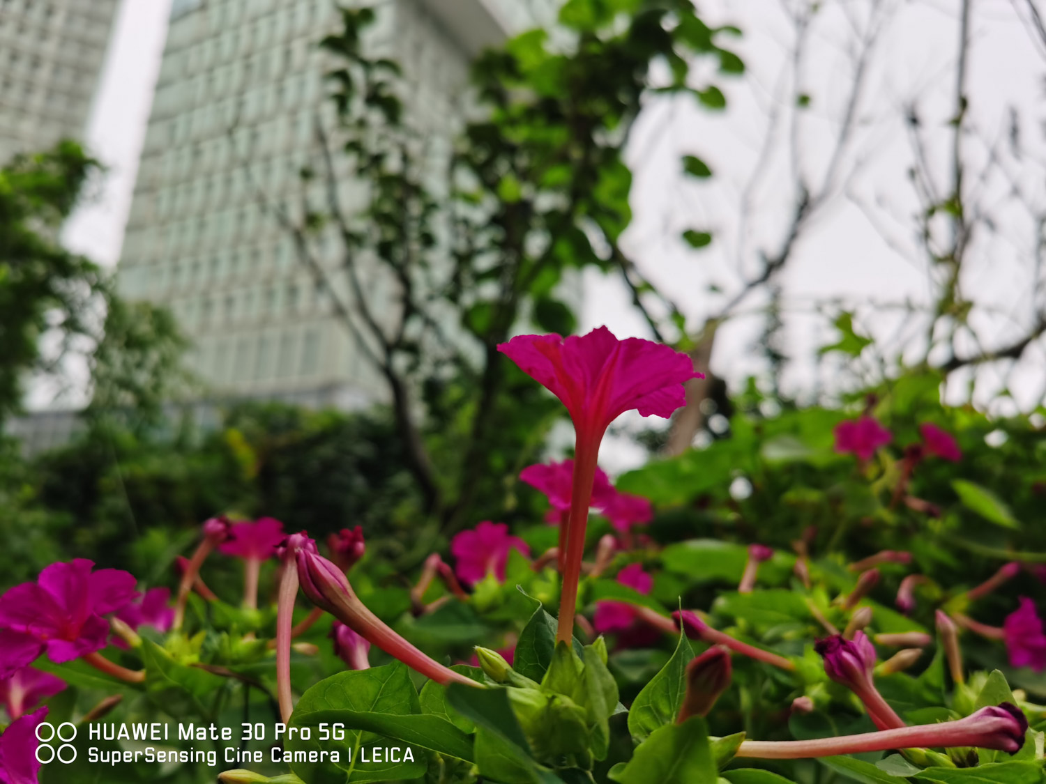 Mirabilis jalapa