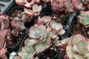 how to plant a plant in dirt after water rooting