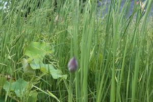 how to get rid of pests in potted plants