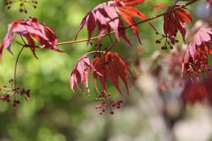 how do trees plants prepare for winter