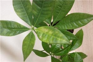 The difference between fortune tree and money tree