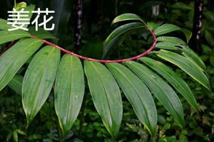 how to plant banana tree in philippines