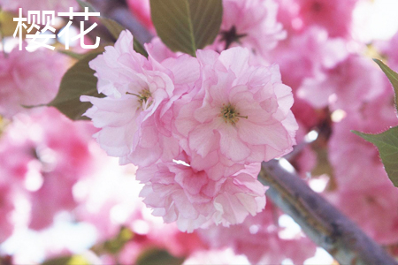 cherry blossoms